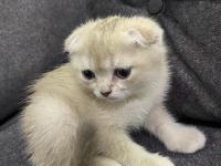Scottish fold fındık kızımıza yuva arıyoruz
