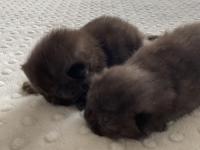 Çikolata Renk Kedilerim