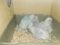 Yavru Muhabbet Kuşları