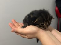 Çok Acil 3 Adet Yavru Tekir 1 Kız Ve 2 Erkek