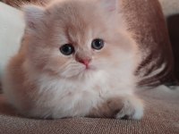 Show kalite british longhair bebekler