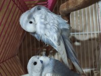 Yeni Yeme Düşmüş Yavru Muhabbet Kuşu Yeni Yuva Aranıyor