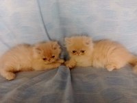 26 Temmuz İran Kedisi Yavru Kedilerim