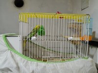 Takım Muhabbet Kuşu Erkek Ve Dişi