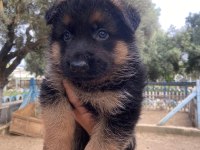 Show kalite alman kurdu yavruları