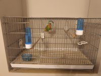 3 Aylık Dişi Sevda Papağanı