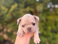 Egzotik French Bulldog Bebekler