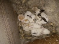 Yavru tavşan izmir karabağlar