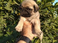 Hamburger Surat Gül Kuyruk Pug