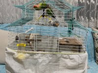 Sağlıklı Damızlık Çift Papağanımız