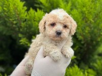 Kampanyalı Poodle Bebekler