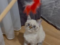 Dişi British Blue Point