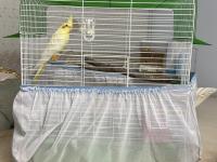 7 aylık sultan papağanı