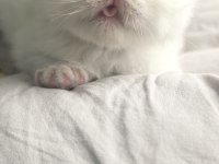 Safkan İran Kedisi Yavrularımız