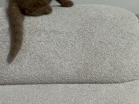 Cinnemon Fawn British Shorthair Yavrularımız