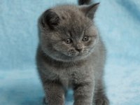 British Shorthair Sevimli Yavrular