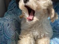 Anne altından poodle yavrular