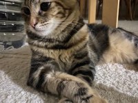 Kedime iyi bakacak bir aile arıyorum