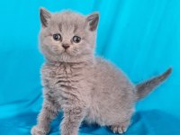 Scottish Yavrular Sahibinden