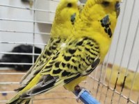 Texas çift muhabbet kuşu