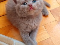 Gri Ve Lilac Renk Erkek Dişi British Shorthair Yavrular