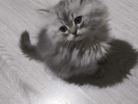 Kül Kedisi Tatlı Chinchilla Yavrularım