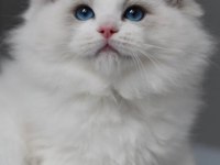 Görkemli Ragdoll Yavrumuz