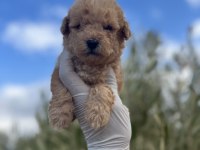 Minik Poodle Bebekler