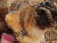 Buff Barret Brahma Kuluçkalık Yumurta