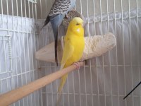 Üretime hazır muhabbet kuşu çifti büyük boy kafes seti