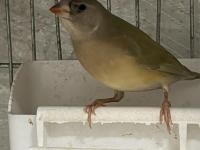 Goldian Finch Yavrular