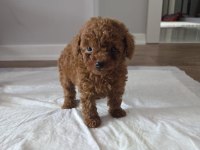 2 aylık erkek toy poodle yavru