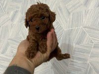 Toy Poodle Yavrularımız Sağlık Garantili