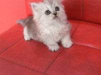 British longhair silver point