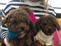 Irk Garantili Toy Poodle Yavruları