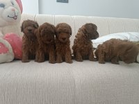 Sizin De Böyle Oyuncu Sağlıklı Poodle Dostunuz Olsun