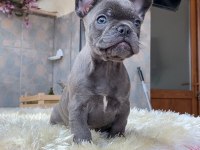 Egzotik Blue French Bulldog Yavrularım Rezerveye Açık