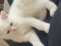 Güzeller Güzeli Maviş Kız Kedimiz