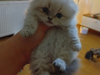 Longhair Ve Shorthair Tabby Yavru Kedilerimiz