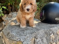 Ruhsatlı işletmeden toy poodle