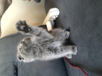 Kaliteli Yavrular Piyasadan Uygun Son Yavru Kediler