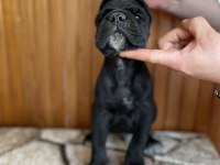 Gerçek Dev Adayları Cane Corso