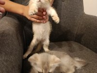 3 Ayrı Anneden British Shorthair Yavruları