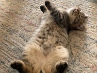 Dost Canlısı Erkek Avrupa Kedisi 6 Aylık