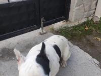 11 Aylık French Bulldog Sahiplendirilecektir