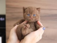 Minik Çikolata Topu Chocolate British Shorthair Yavrumuz