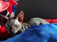 Safkan Sfenks (Yetişkin)