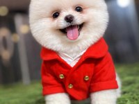 Teacup Boy Teddy Bear Garantili Pomeranian Yavrularım