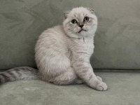 Scottish Fold Safkan