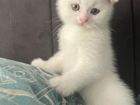 Yavru Scottish Fold